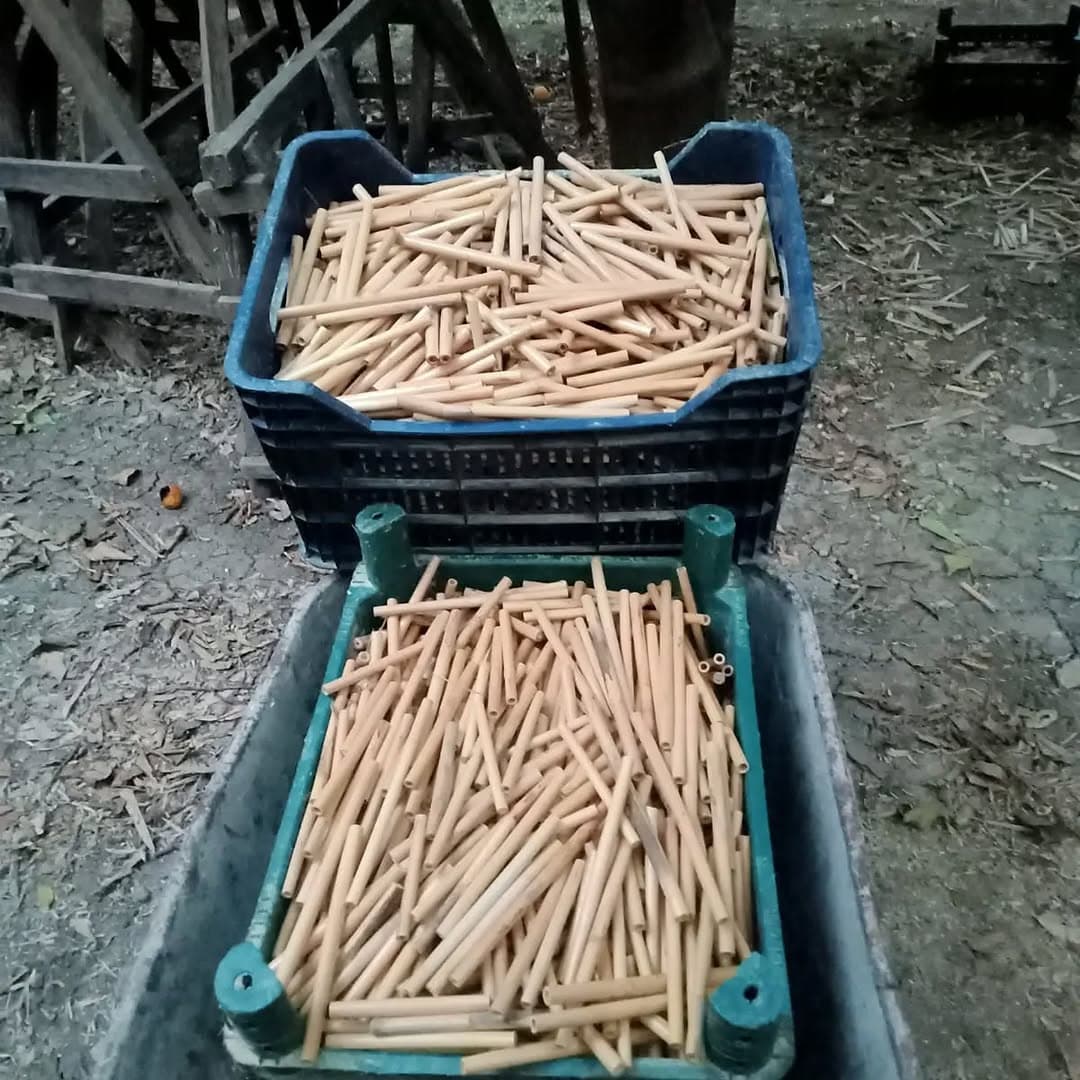 New-season cane sorted into crates