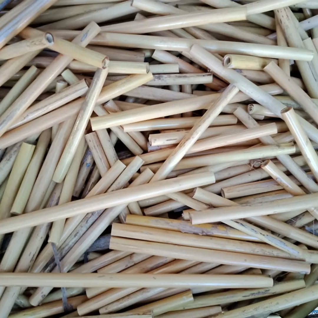 Natural cane pieces cut for processing