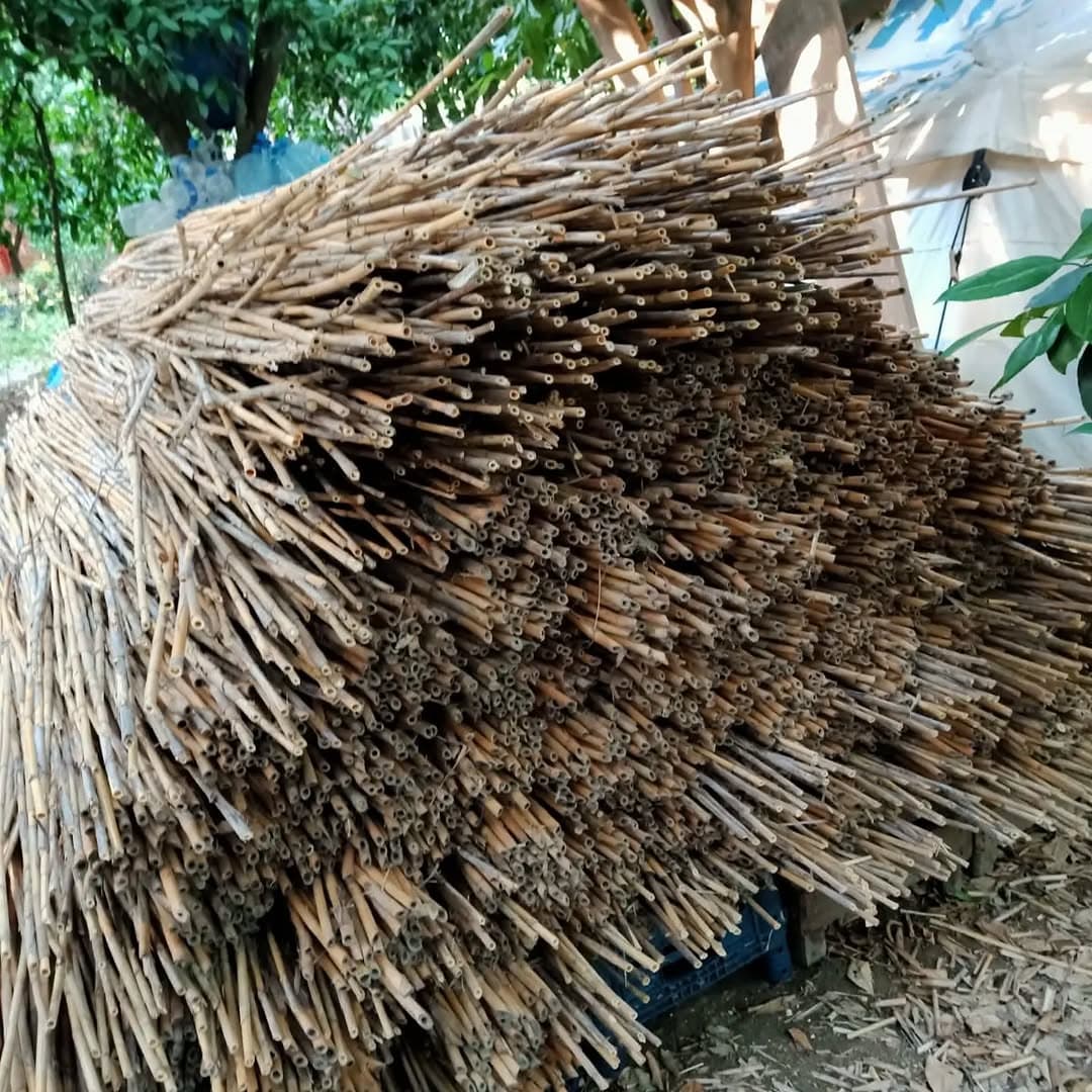 Long cane stacked for drying