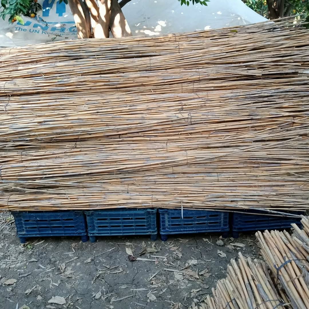Long cane drying above crates