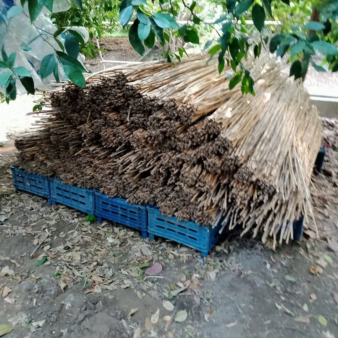 Natural cane separated before workshop processing