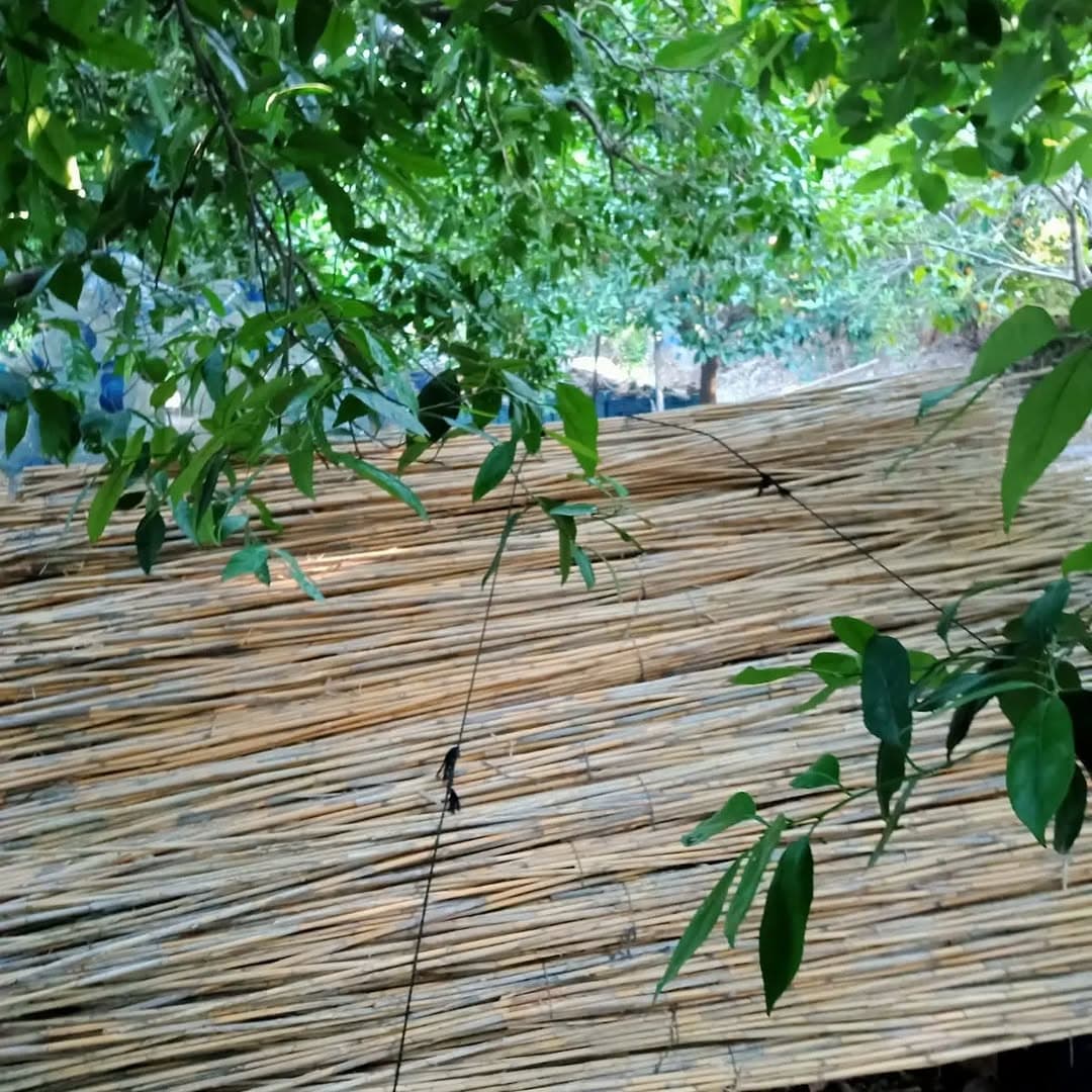 Long cane arranged in its natural setting