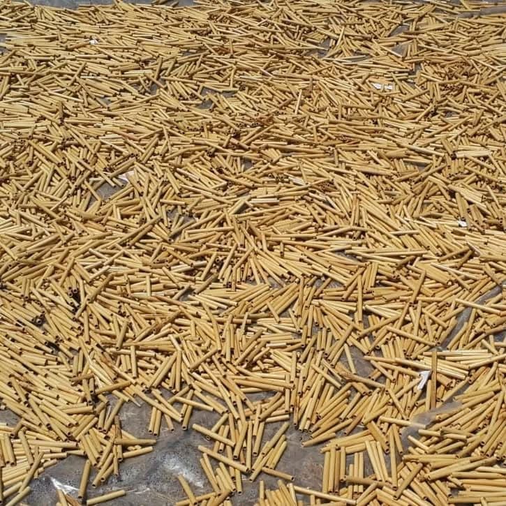 Cut cane spread across the drying area
