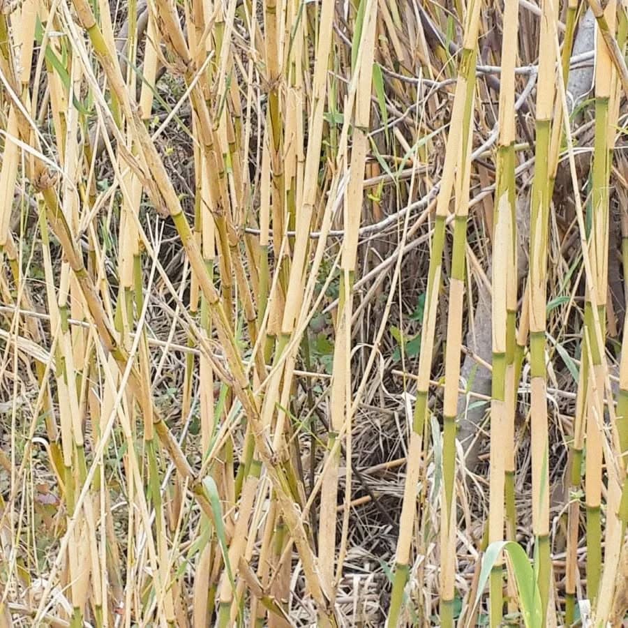 Natural cane standing before harvest